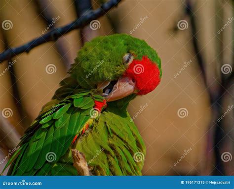 The Crimson Fronted Parakeet Psittacara Finschi Stock Image Image Of