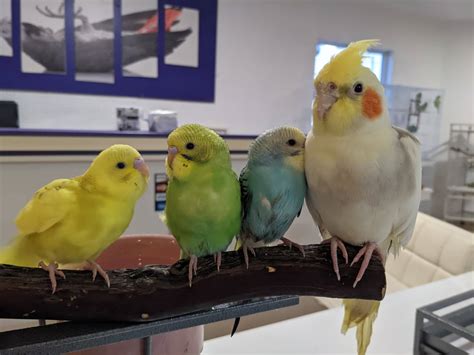 craigslist san diego pets birds - Vanda Barth