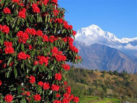 Nepali Flowers