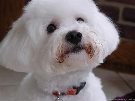 Dog Breed Bichon Frise Looking At Owner Wallpapers And Images