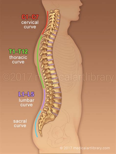 Are you over 18 & experiencing back pain? Spine Anatomy Curves - Medical Art Library
