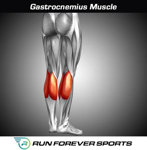 What Is The Gastrocnemius Muscle And How Do I Treat It Run Forever