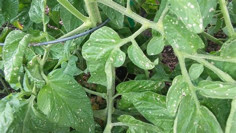 White Spots On Tomato Plant Leaves Mishkanetcom