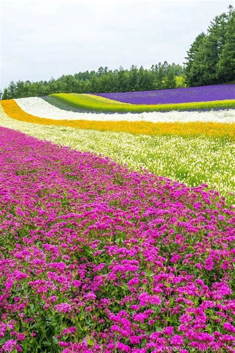 Hokkaido Furano Travel Guide Flower Landscape Furano Hokkaido