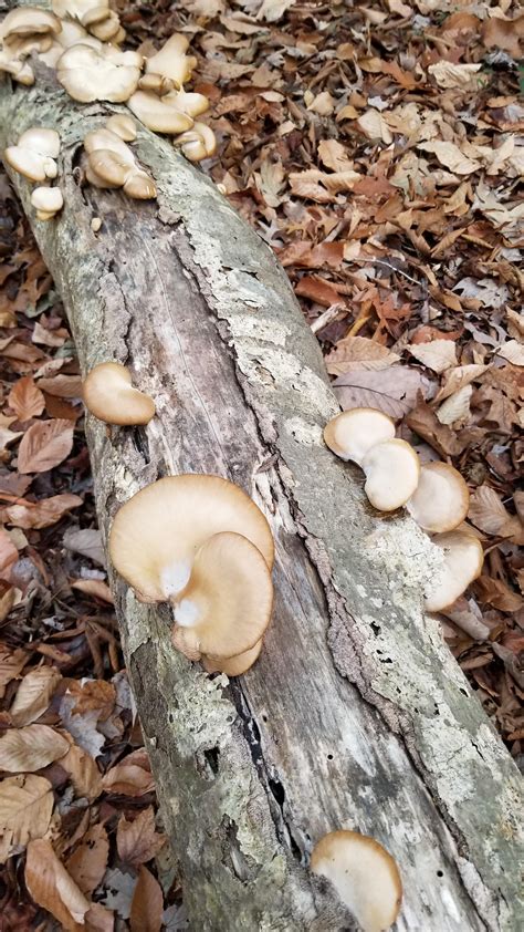 Oysters New To Mushroom Hunting Mycology