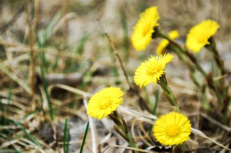 Der richtige standort für schneeglöckchen wann ist schneeglöckchen pflanzzeit? Wann blüht Huflattich? » Wissenswertes zur Blütezeit