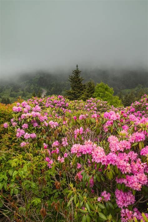 Catawba Rhododendron Roan Mountain State Park Tennessee Stock Photo