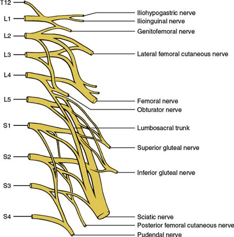 Cervical Brachial And Lumbosacral Plexi Neupsy Key