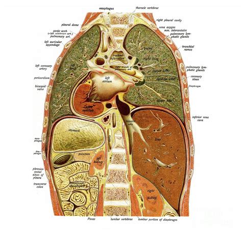Human Anatomy Thorax