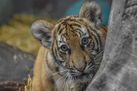 Adorable Malayan Tiger Cub Stephanie Swayne Flickr
