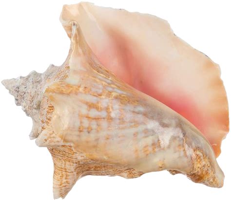 Sea Conch Shell Png Photo Png Arts