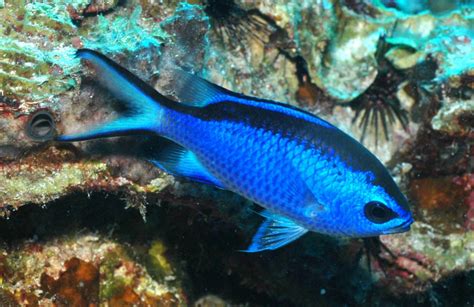 Blue Chromis Information And Picture Sea Animals