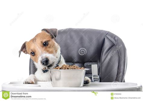 Dog Eating Dry Food Lunch From Bowl Stock Image Image Of Canine