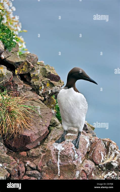 Common Murre Common Guillemot Uria Aalge On Cliff At The Fowlsheugh