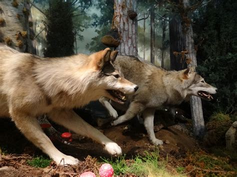A Walk On The Wild Side With Creature Comforts National Museums