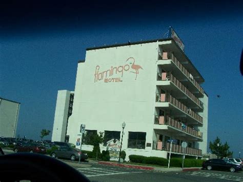 Flamingo Motel Ocean City Md Motel Reviews Tripadvisor