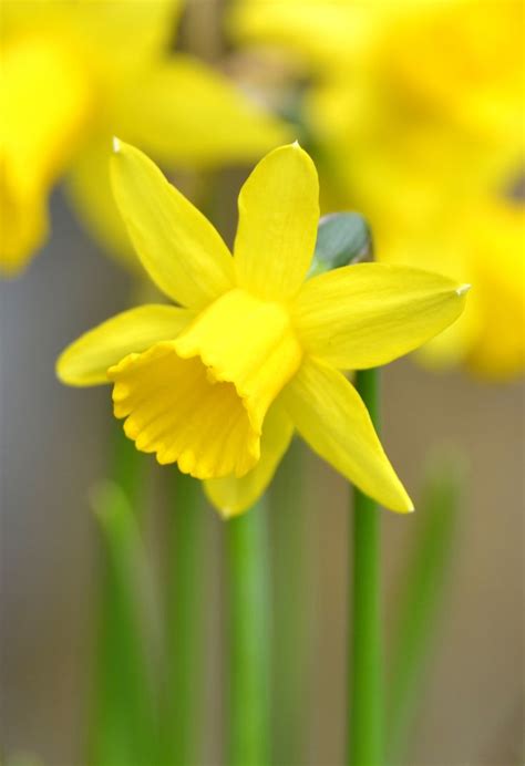 Happy Easter Daffodils Daffodil Flower Spring Flowers