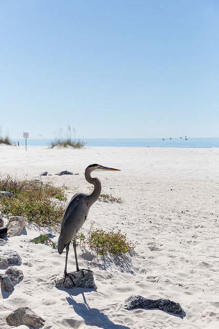 The Alabama Gulf Coast Is A Great Spot For Birding Keep An Eye Out For