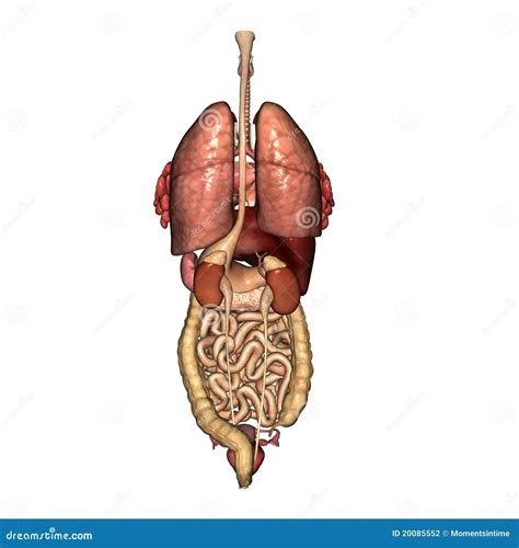 The Best 28 Anatomy Internal Female Body Back Organs Birdarwasuha