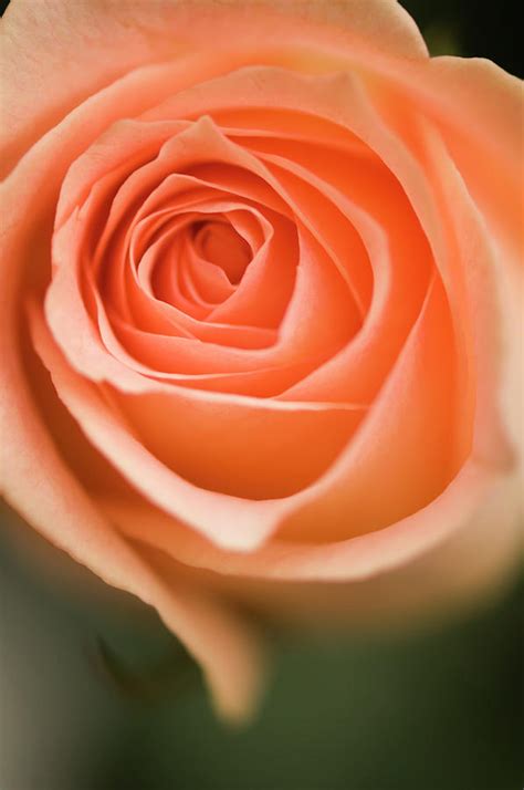 Peach Colored Single Rose Flower Photograph By Maria Mosolova Pixels