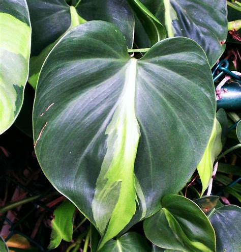 Philodendron Philodendron Hederaceum Var Oxycardium Brasil In The