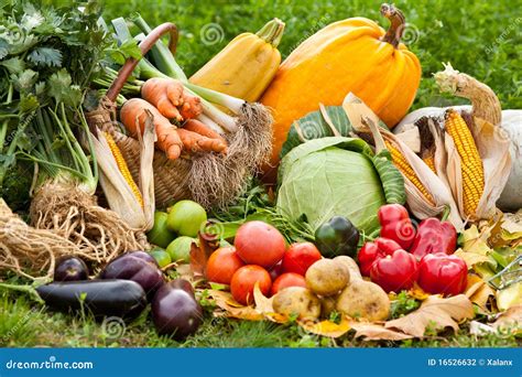 Fresh Raw Vegetables In Grass Stock Photo Image Of Crop Food 16526632