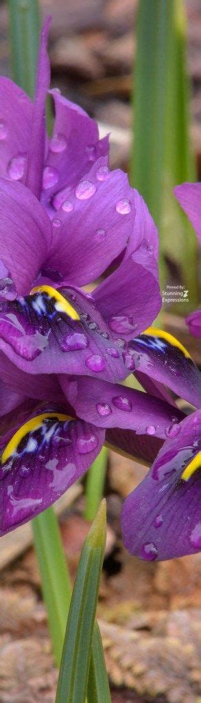 Violets February Flower Violet Flower Iris Flowers Flowers