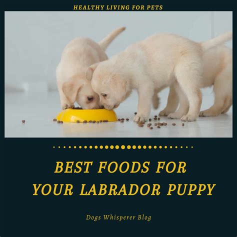 Best Labrador Puppy Foods Labrador Puppy Puppies Labrador