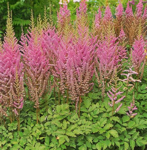 Awesome Best Flowering Perennial Plants Uk Ideas