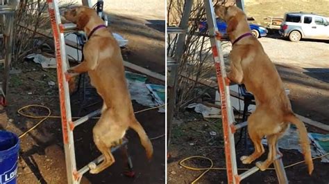 Skillful Dog Climbs Up Ladder With Ease Youtube