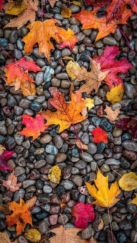 1001 Ideas To Decorate Your Screen With A Fall Iphone Wallpaper