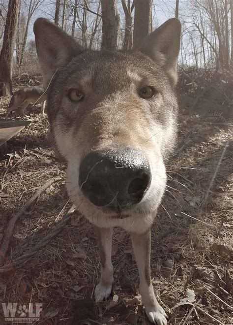 Wolf Looking Into A Camera Pics