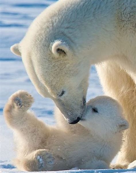 Sweet Nature Animals Animals And Pets Funny Animals Baby Polar Bears