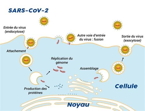 Coronavirus Ce Que Sait La Science