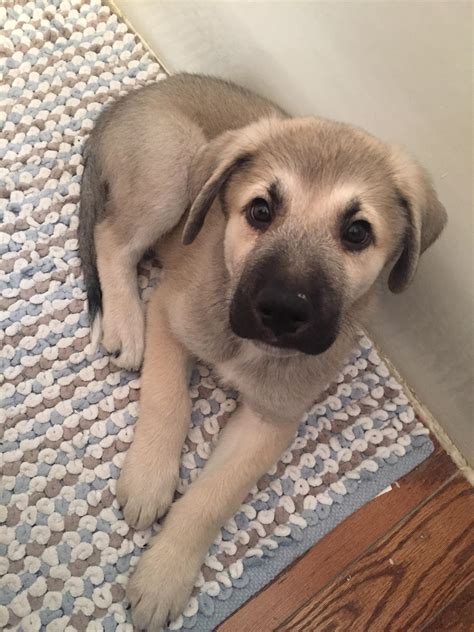 Great pyrenees german shepherd mix full grown. Meet Luka, my moms new German Shepherd and Great Pyrenees ...