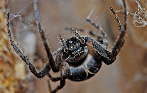 How To Get Rid Of Spiders In Your Basement