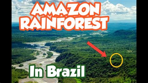 Dinosaur Fossils Found In Amazon Rainforest Youtube