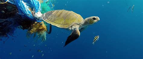 Ghost Nets The Silent Killers Of Our Oceans Olive Ridley Project