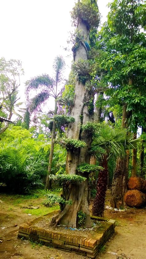 Jual Aneka Pohon: Jual Pohon Pule di Mojokerto