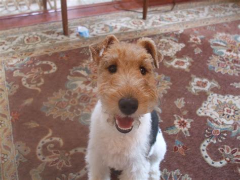 Maizy Is Happy My Wft At 10 Mos Old Wire Fox Terrier Fox Terrier