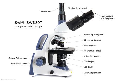 Types Of Compound Light Microscopes Shelly Lighting