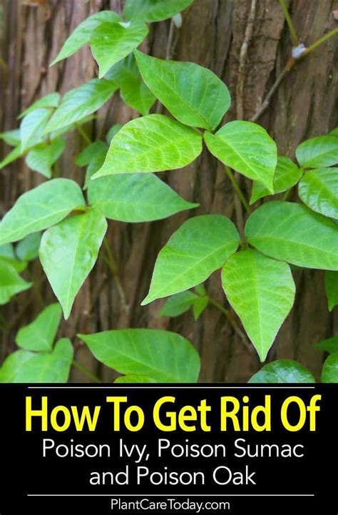 How To Get Rid Of Ivy In My Garden How To Get Rid Of Poison Ivy