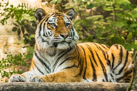 Tiger Names And Meanings From Bandit To Zara Pethelpful