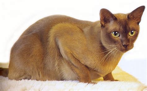 Burmese Cat Purrfect Cat Breeds