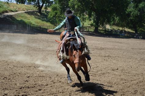 Free Images Training Horse Riding Cowboy Jockey Rodeo Western