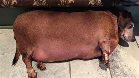 Fat Dog These Adorable Animal Innkeepers Will Melt Your Heart