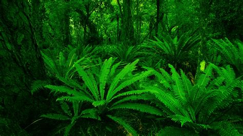 Tropical Forest
