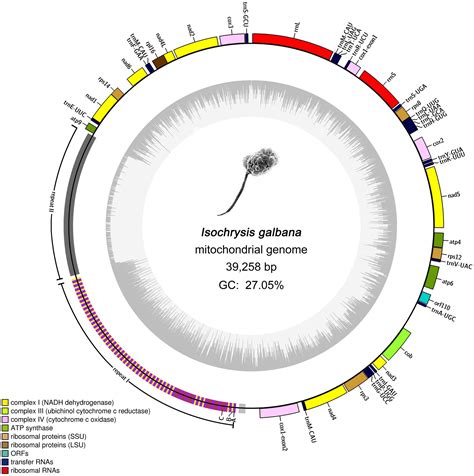 Frontiers The Complete Mitochondrial Genome Of Isochrysis Galbana