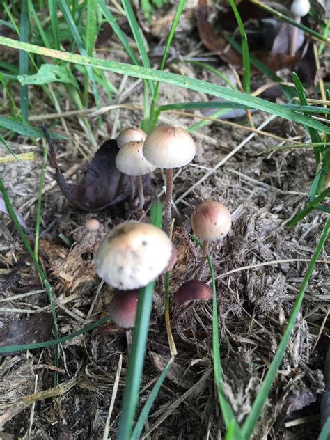 Psychedelic Mushrooms Michigan