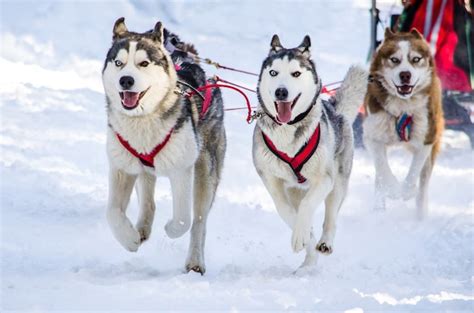 Slitta Trainata Da Cani Squadra Di Cani Da Slitta Siberian Husky A